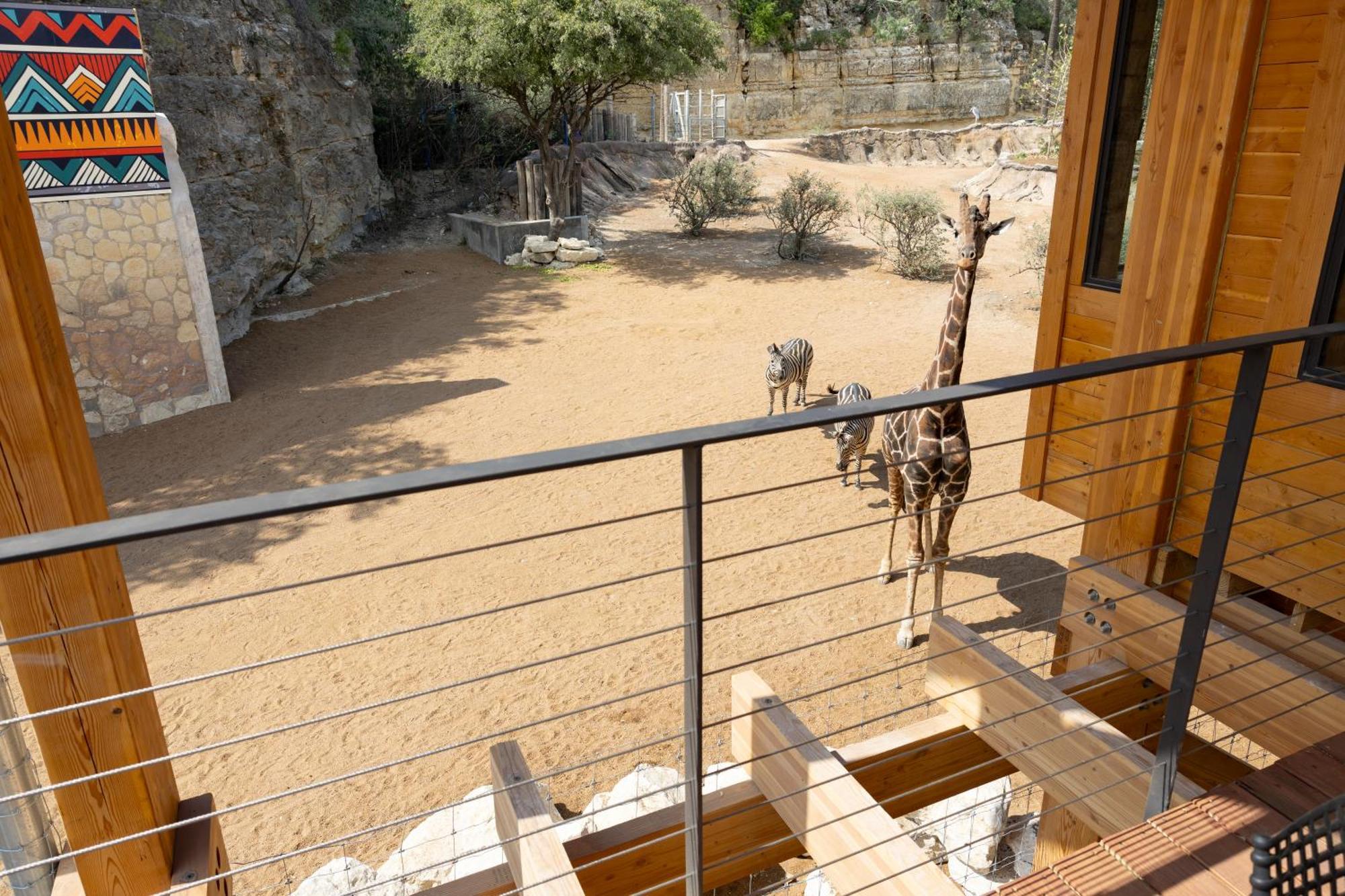 San Antonio Zoo - Spekboom Giraffe Lodge Eksteriør bilde