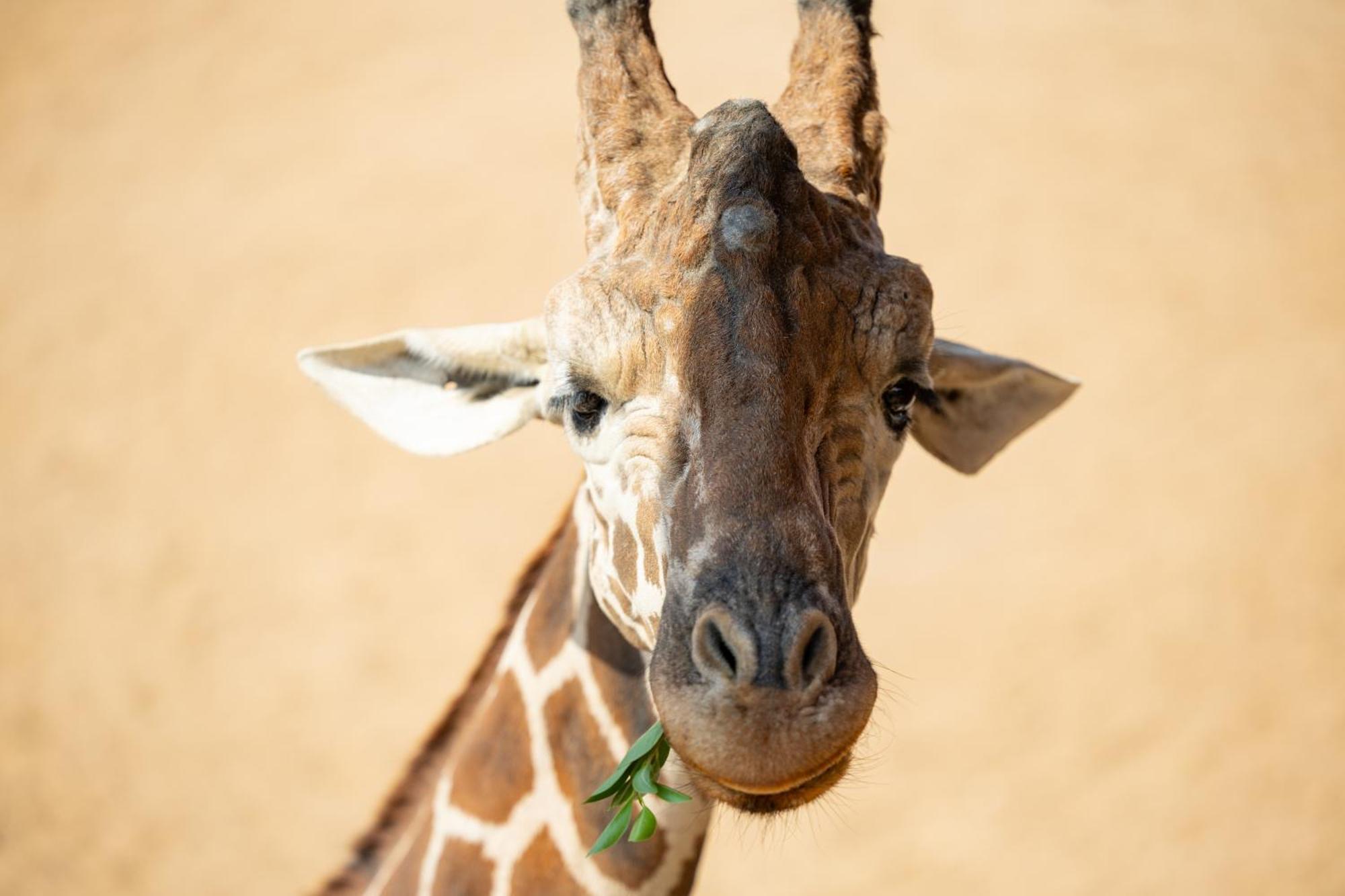 San Antonio Zoo - Spekboom Giraffe Lodge Eksteriør bilde
